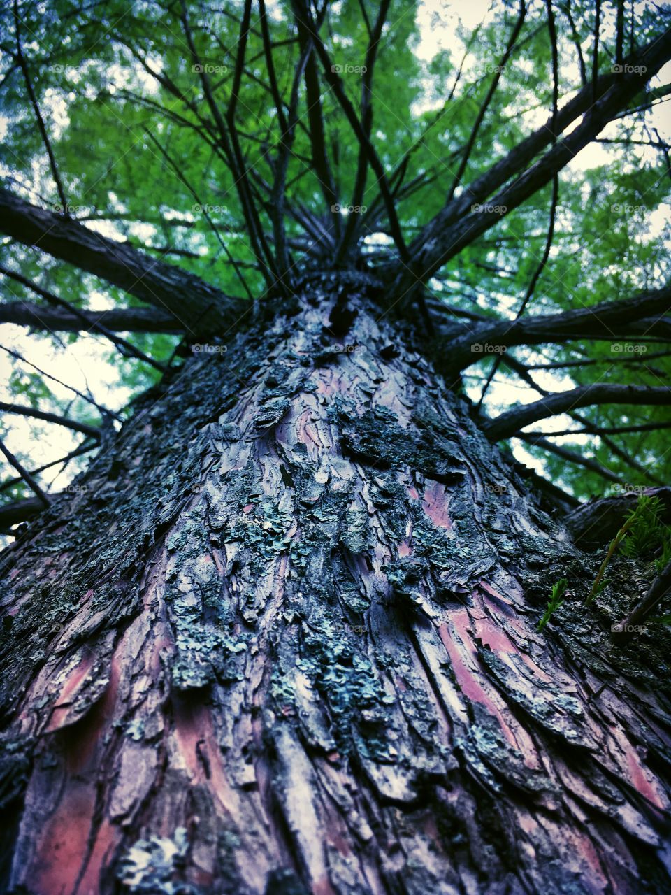 Beautiful tree with tons of branches 