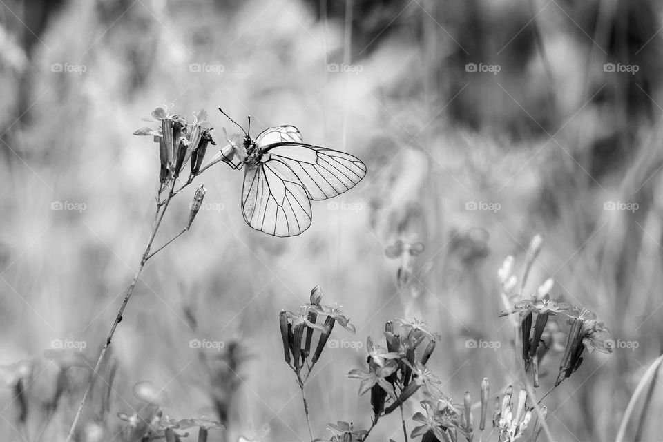 Black and white photo of butterfly on the flower