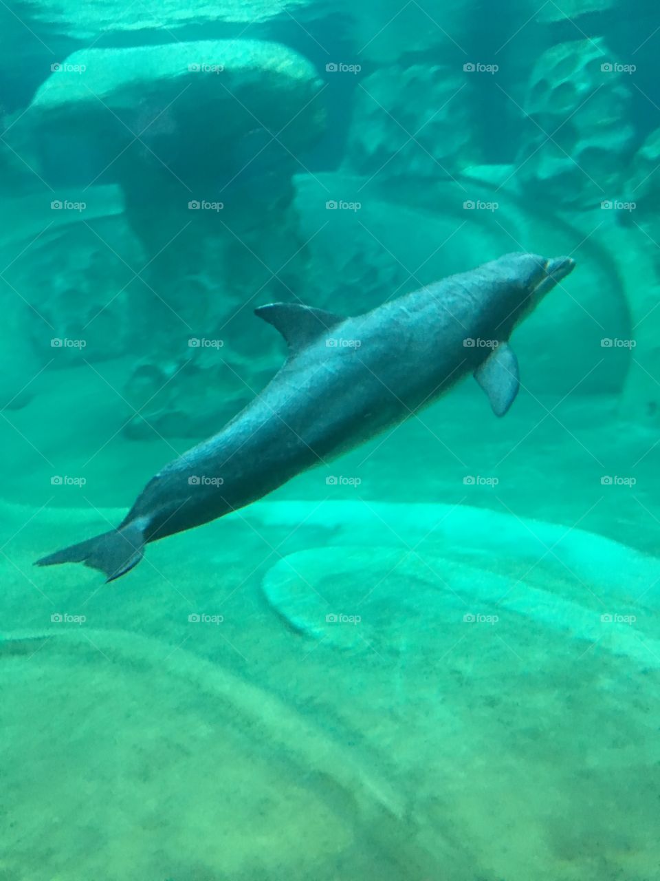 Dolphin Underwater 