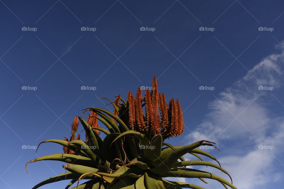 Blossoms on Aloe plant