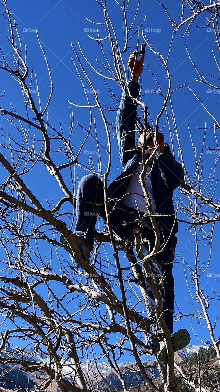 Pruning and training an apple tree 