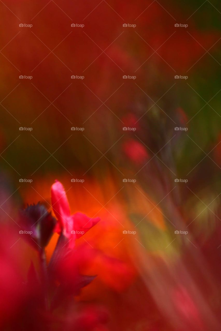 Flower, Blur, No Person, Nature, Tulip