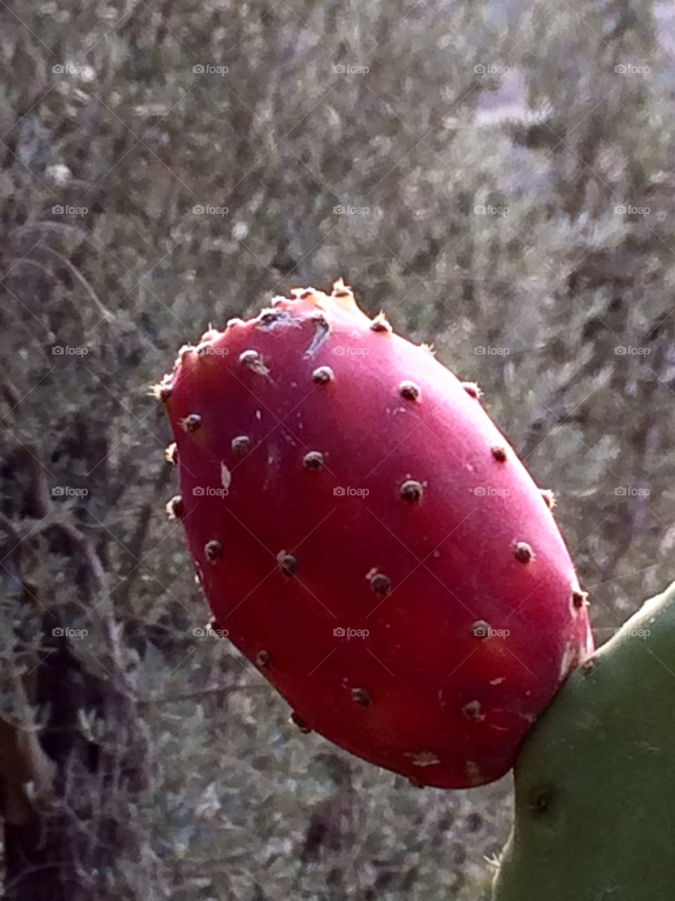Cactus fruit in Southern Spain