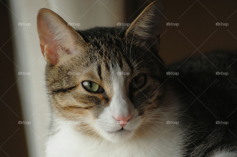Beautiful domestic cat closeup portrait.