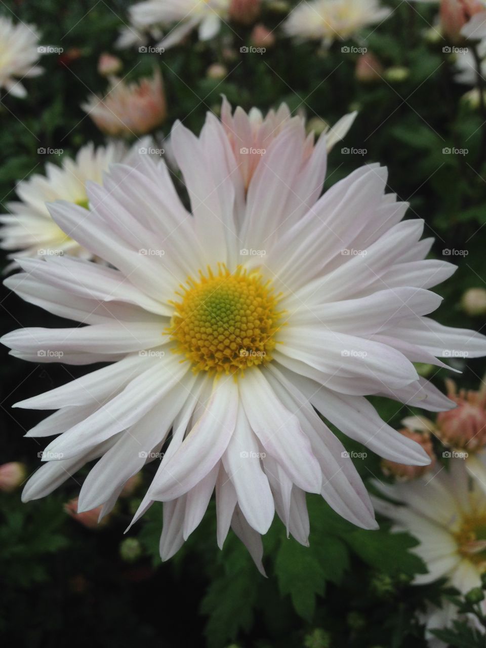 White chrysanthemum