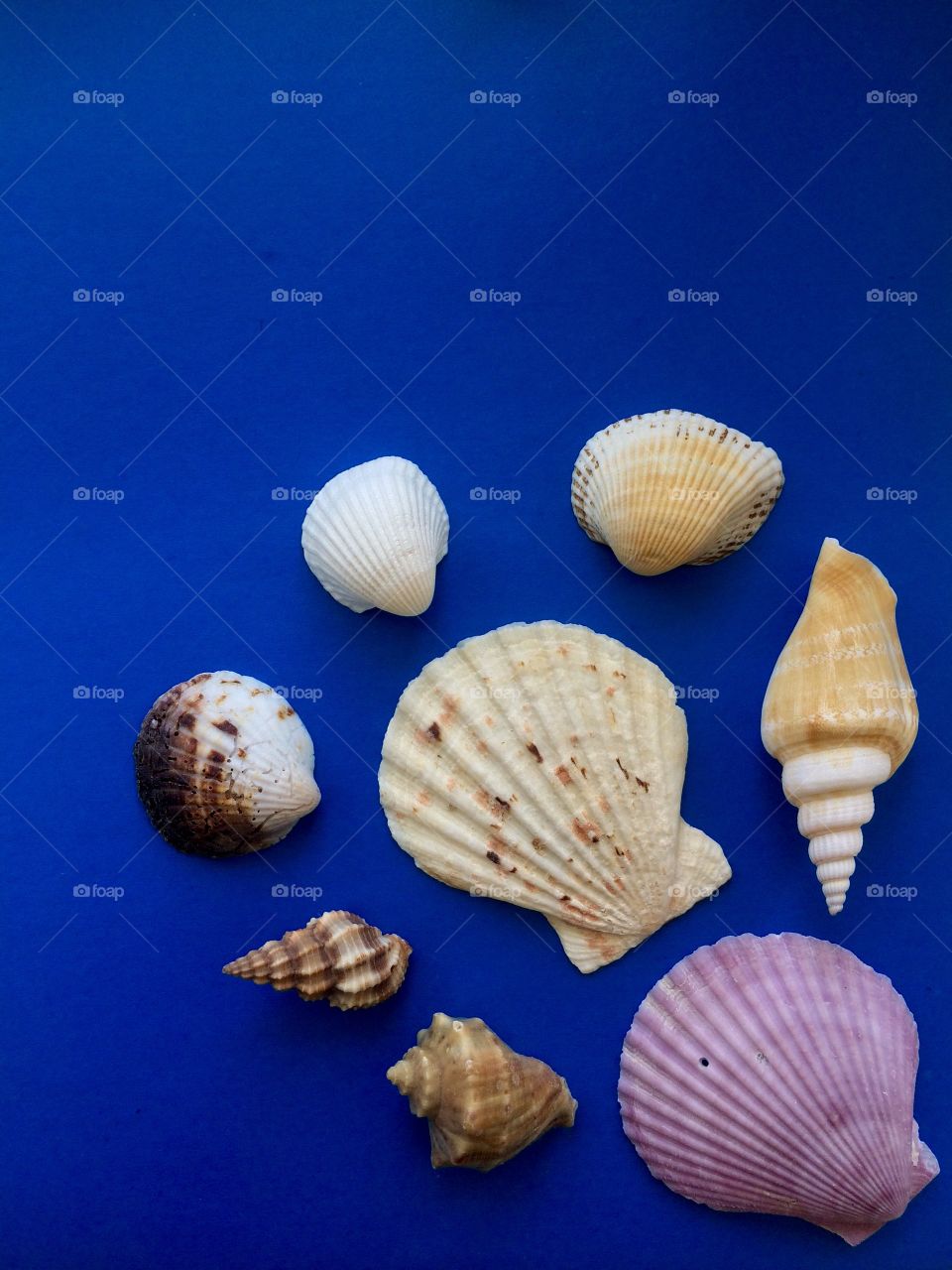 Arrangement of seashells on blue background