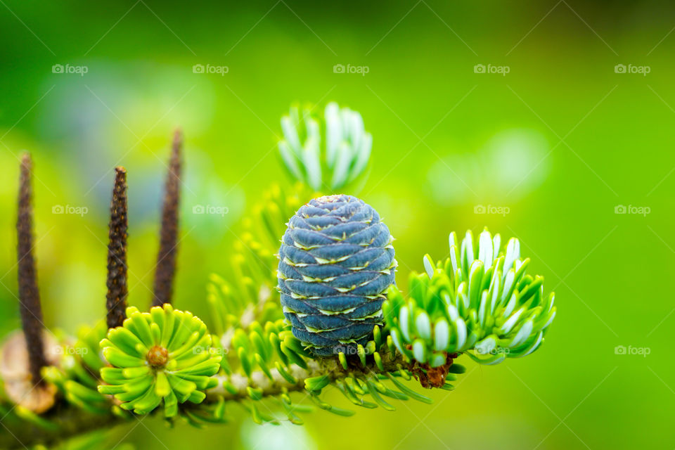 closeup view of the Korean fir cones on a green blurred background
