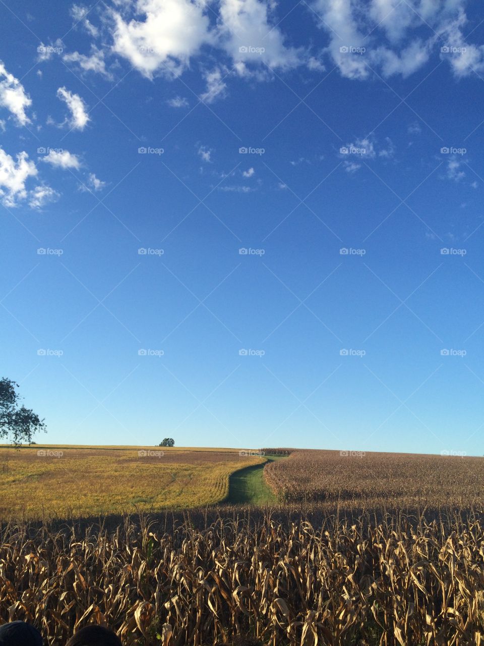 Corn fields in Delaware, USA.