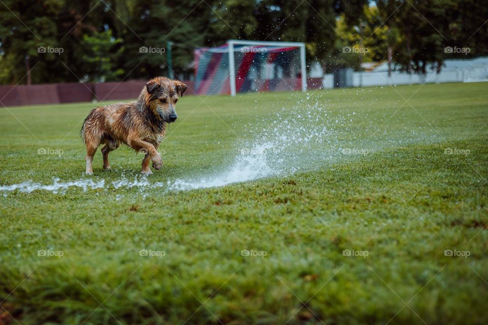 Dog playing with water stream