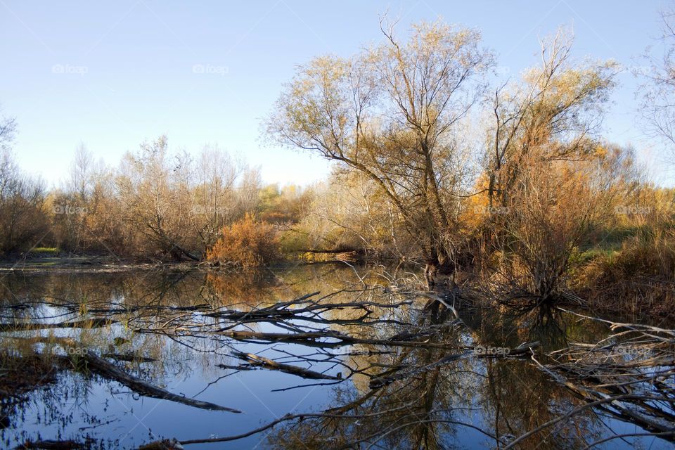 Lake surrounded by a deciduous forest