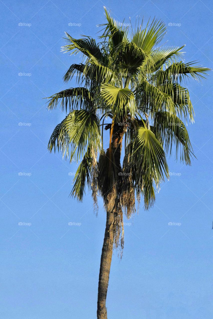 Palm Tree and Blue Sky