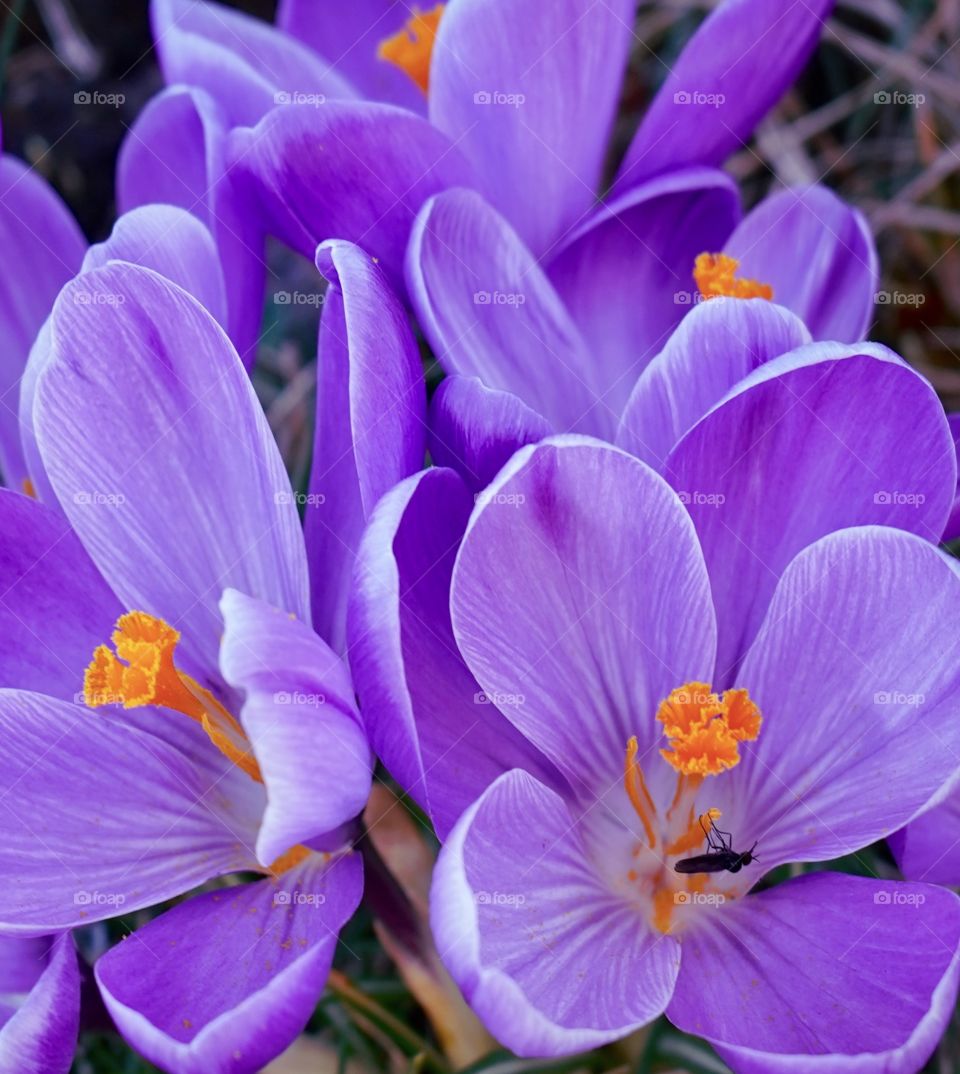 Close up cropped picture of crocuses and bug - purple and yellow 