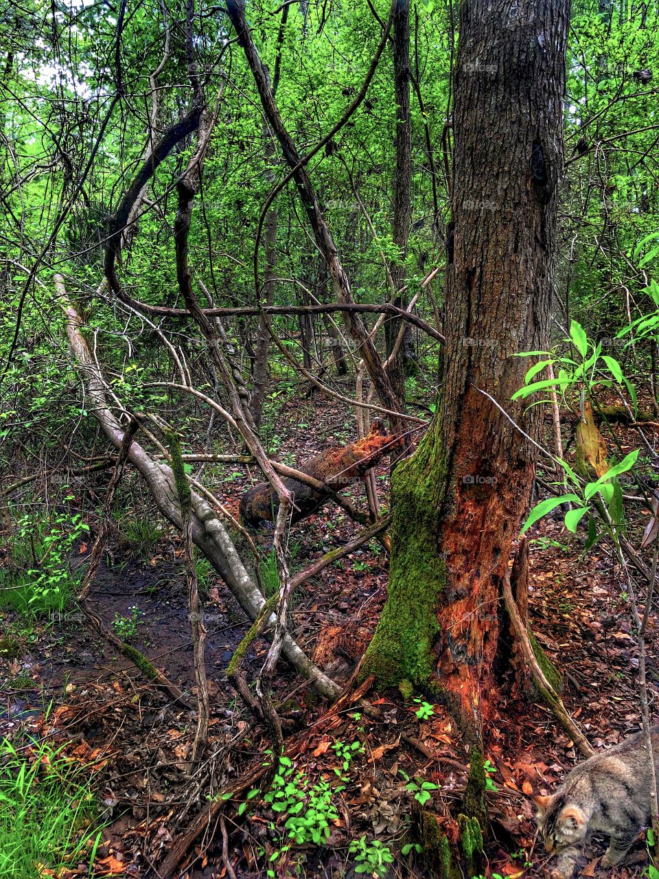Jungle Cat- in the bottom right corner 