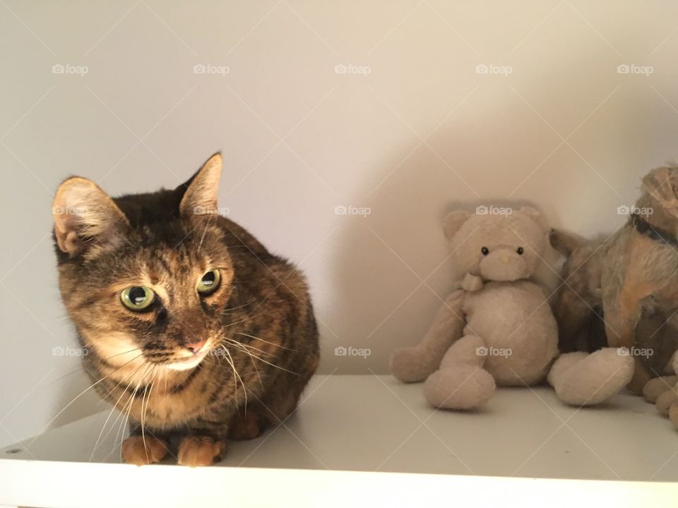 Pretty little kitty cat with teddy bear 