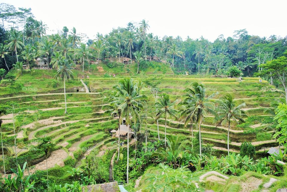 Ubud fields 