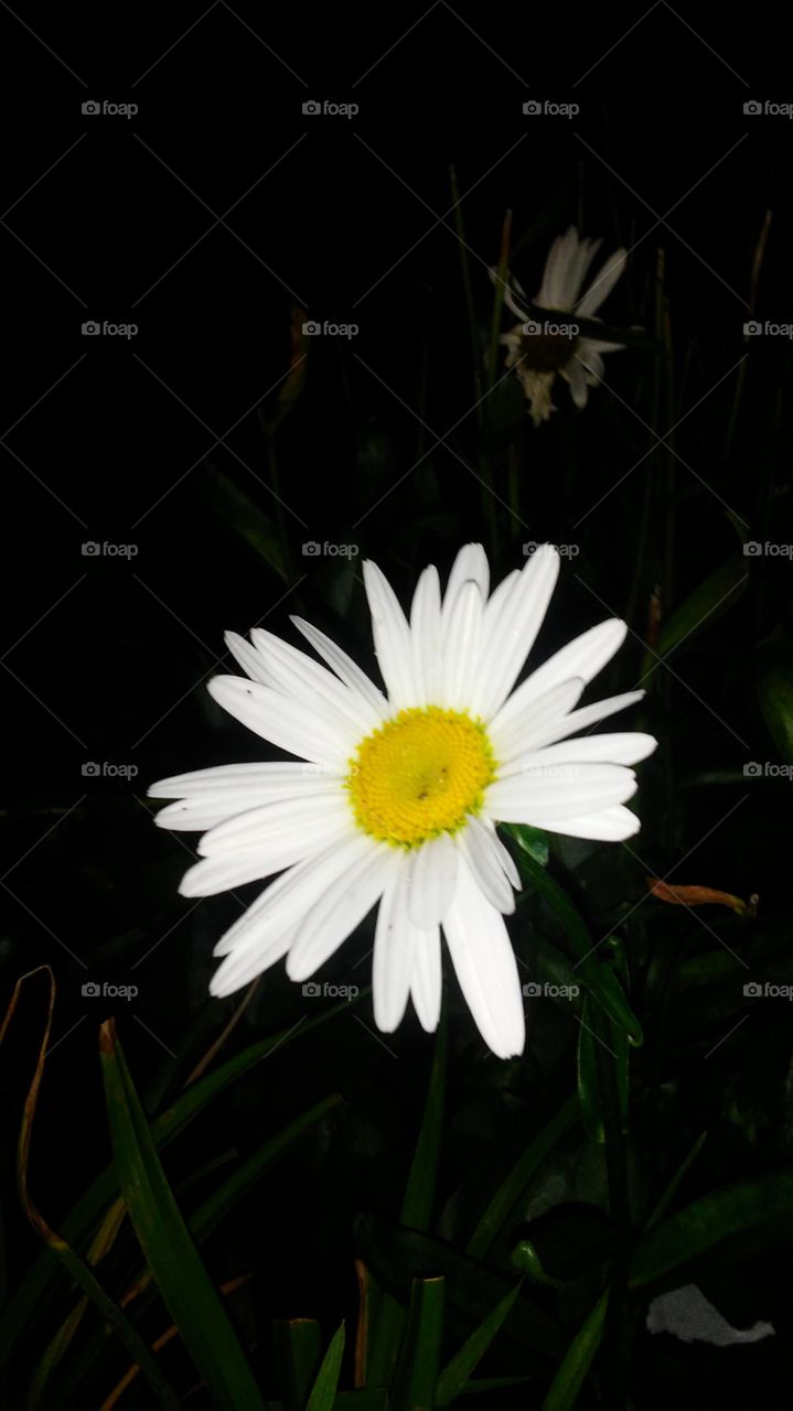 Nature, Flower, Flora, No Person, Leaf