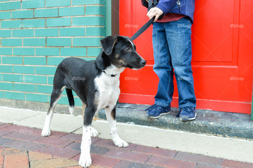Young boy walking his puppy on a leash in an urban setting