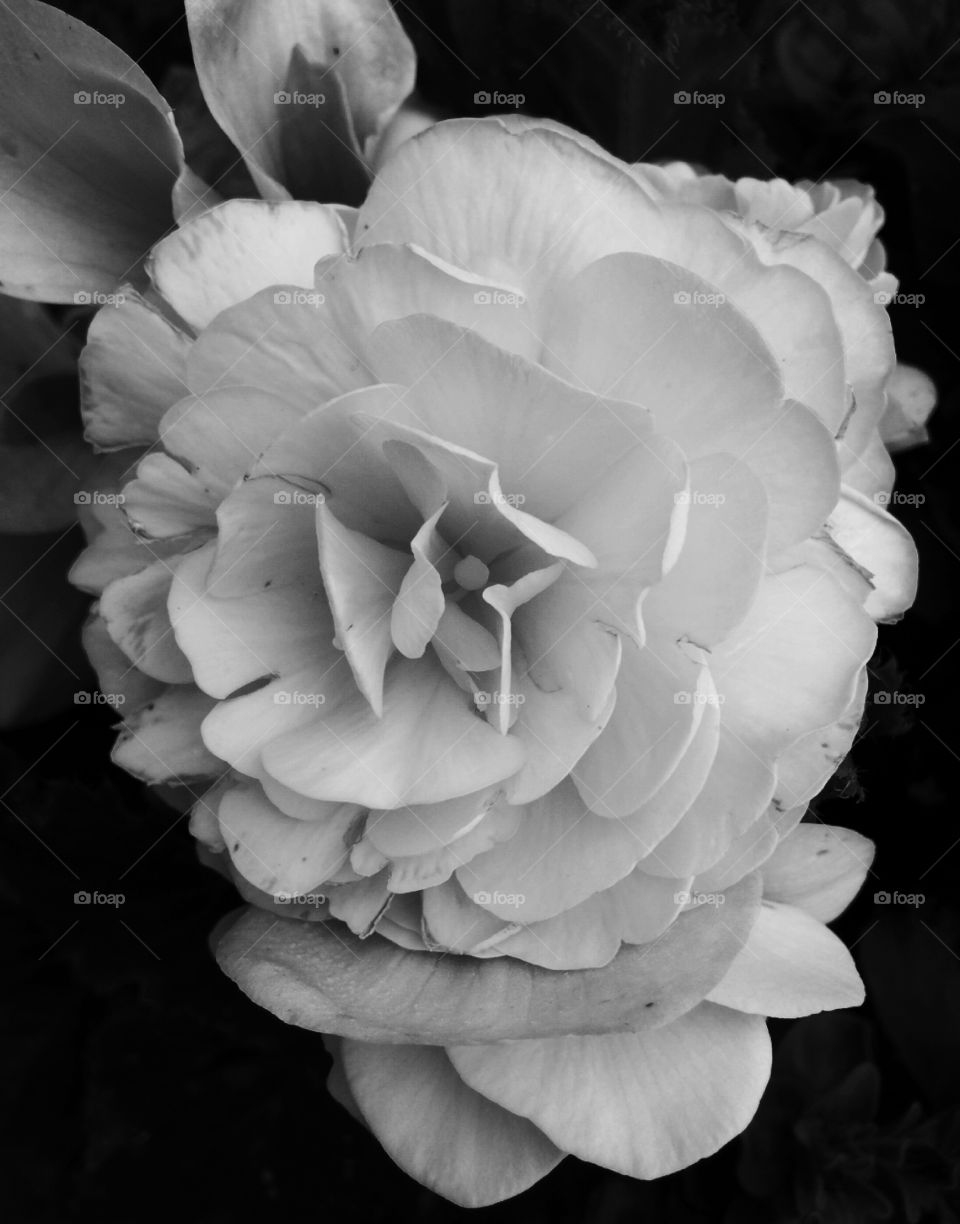 Beautiful Begonia #2. One of the many beautiful flowers from the garden.