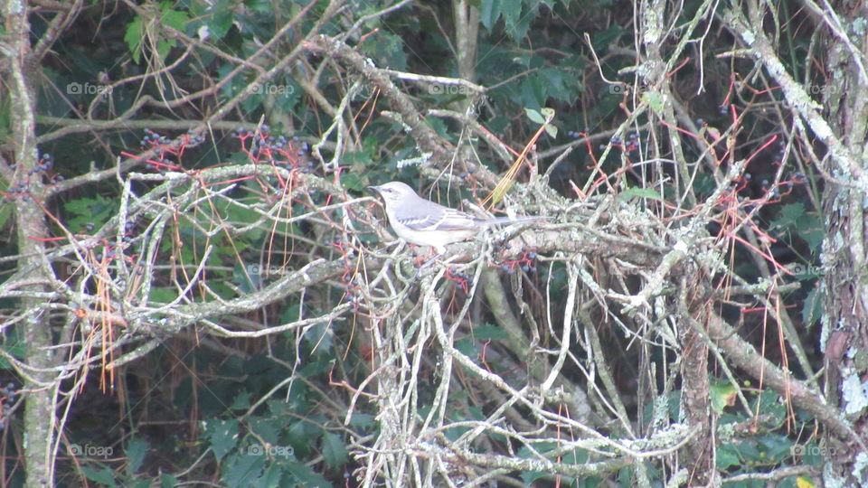Nature, Tree, Bird, Outdoors, Nest