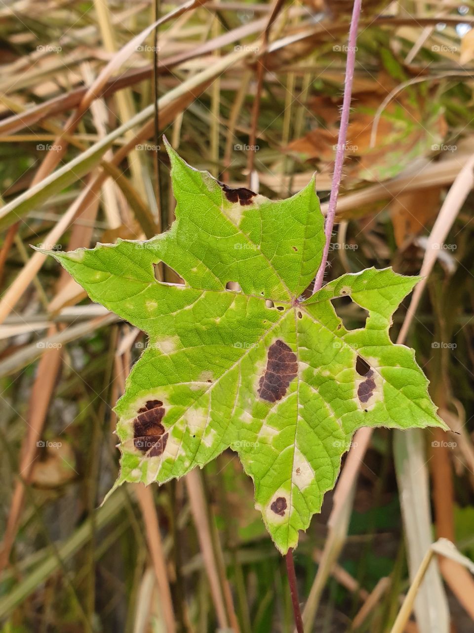 dried leaves fall