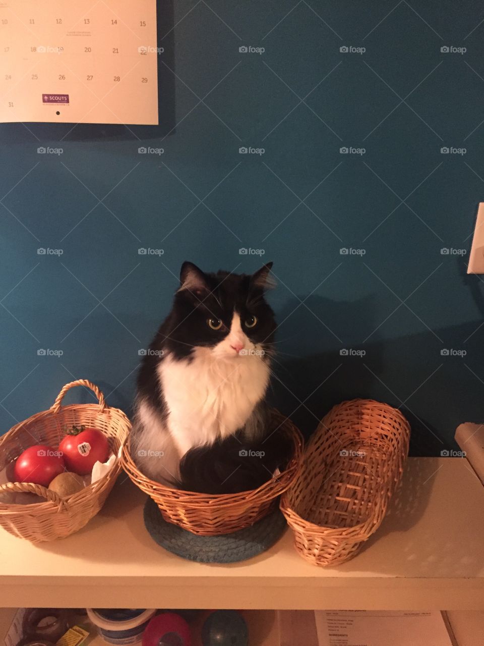 Funny cat in a basket cute kitten home 