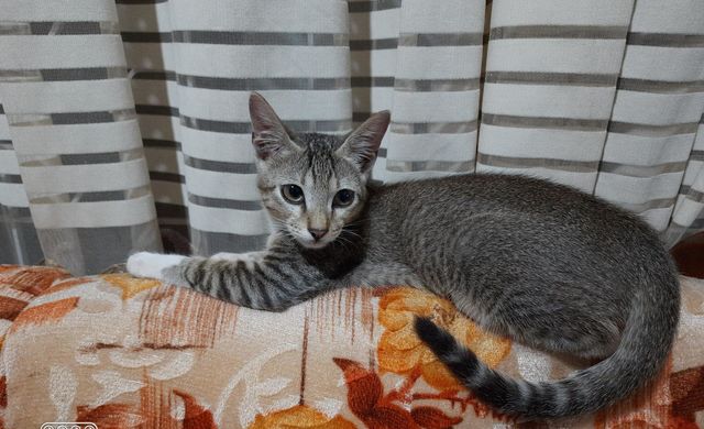 cute kitten