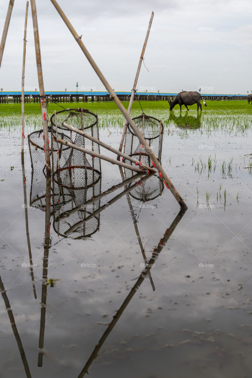 Buffalo in the green field
