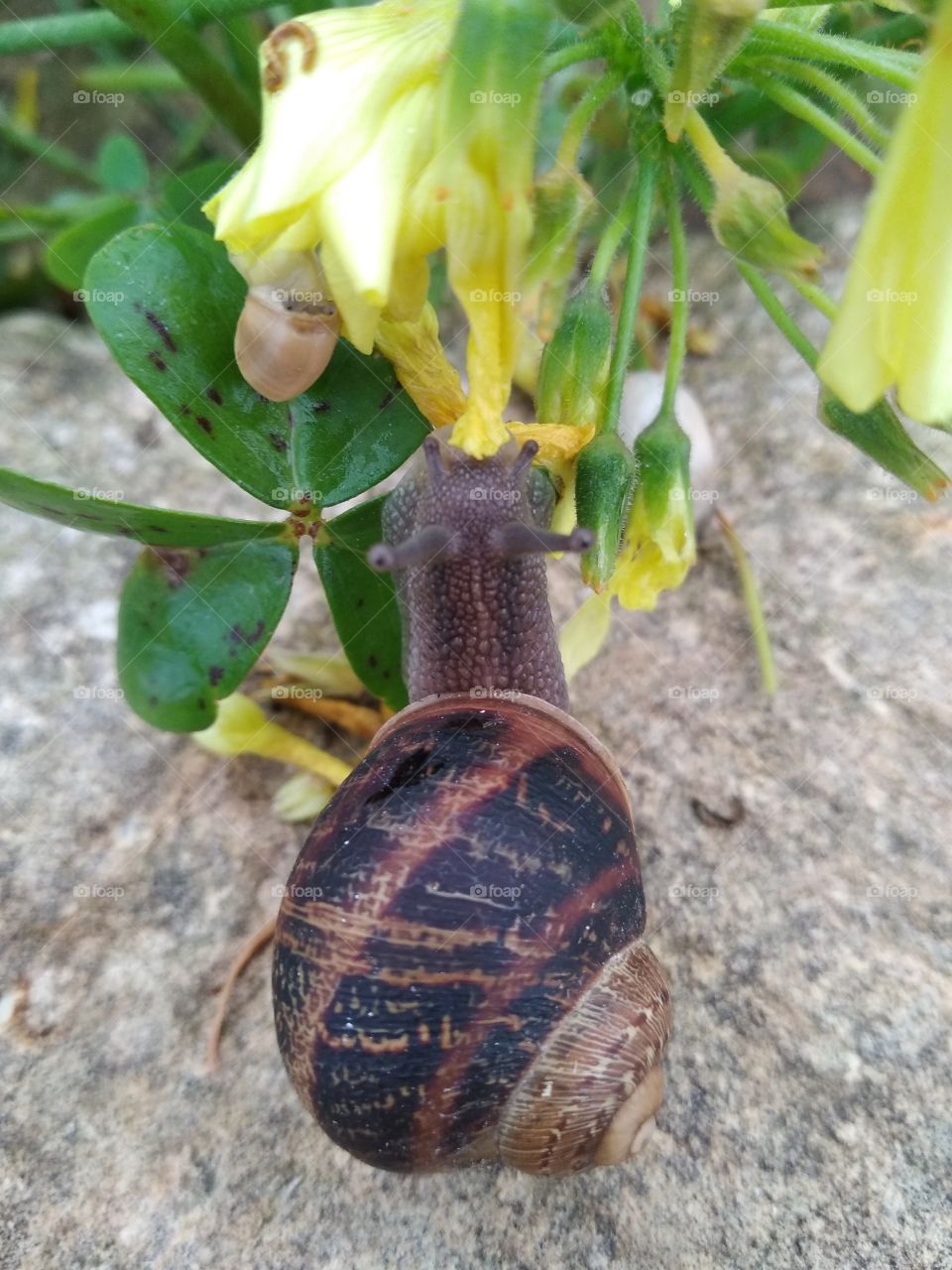 Snail