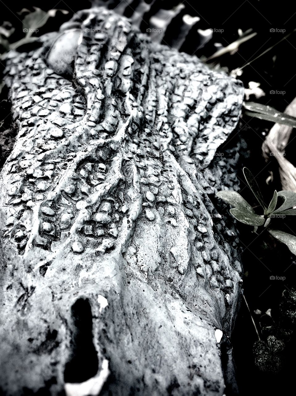 No Person, Nature, Old, Tree, Abstract