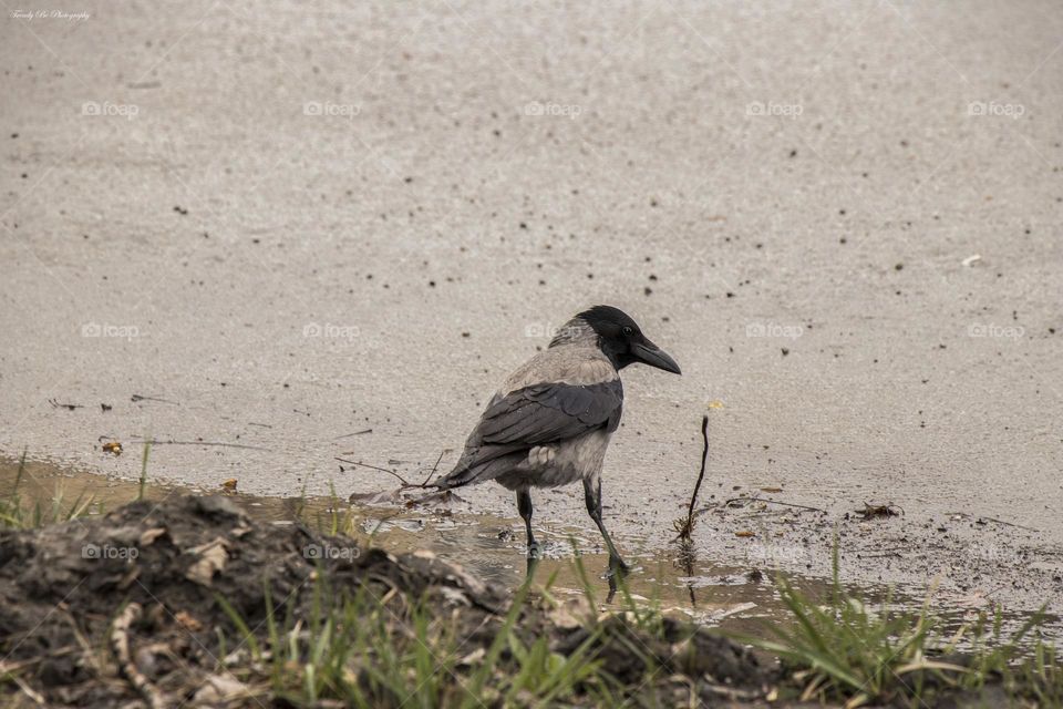 The big bird in the city