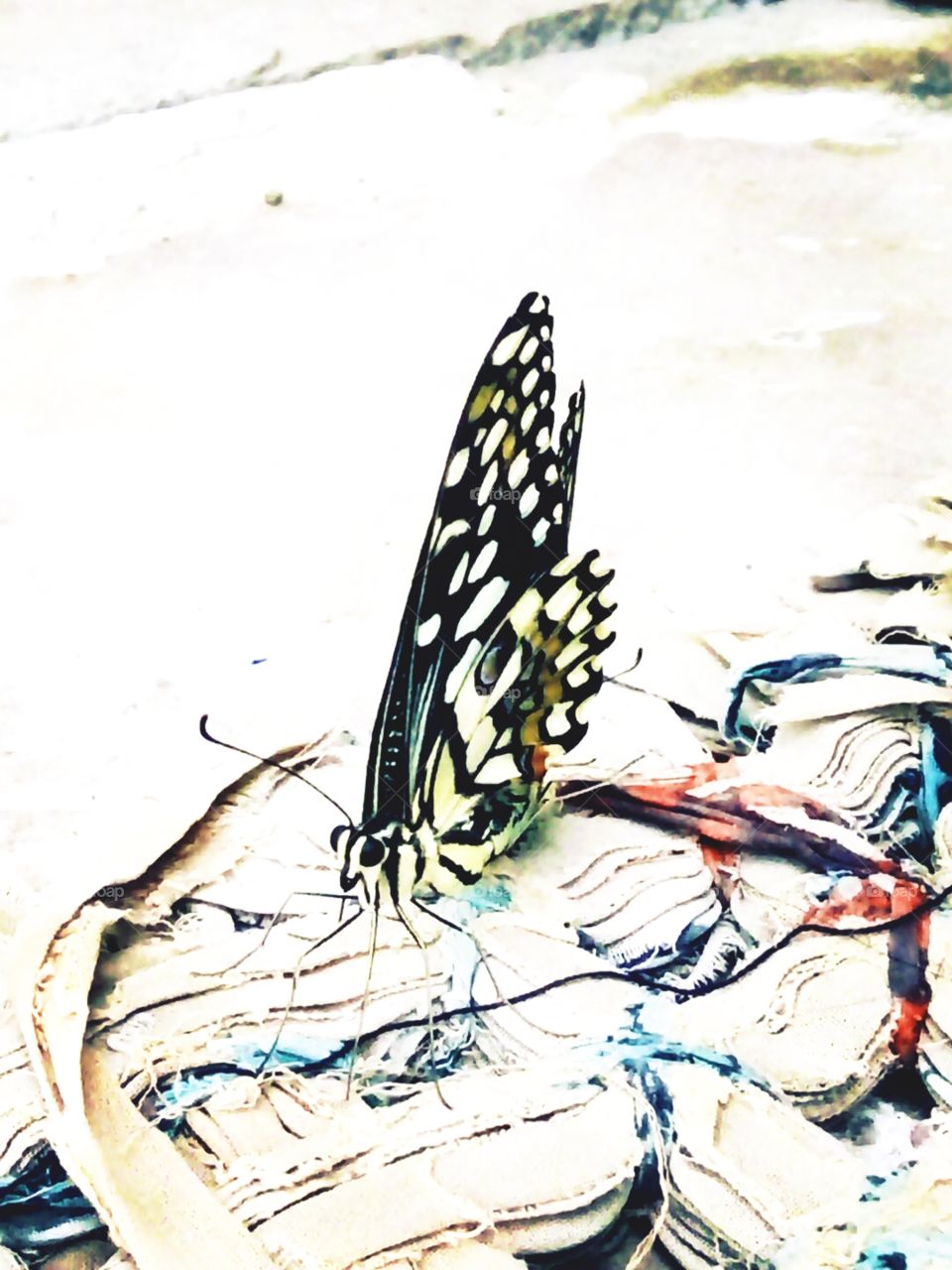 butterfly,good butterfly,A great photo, a photo for everyone,a memorable photo,a no.  photo,a photo to cherisha beautiful photo,a great photo for the best people, an evergreen photo,a photo to remember for years,the best result of great photography