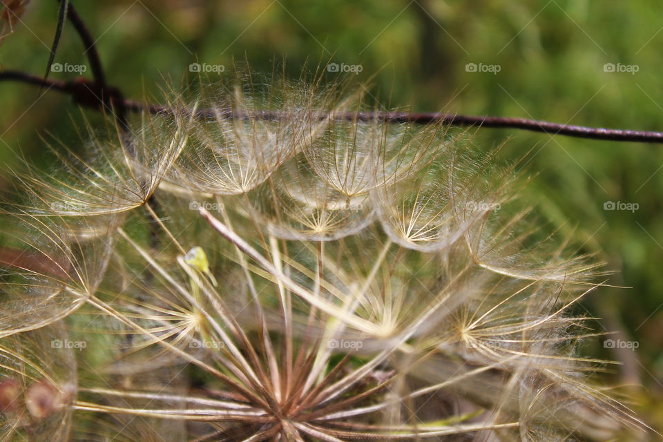 Dandelion