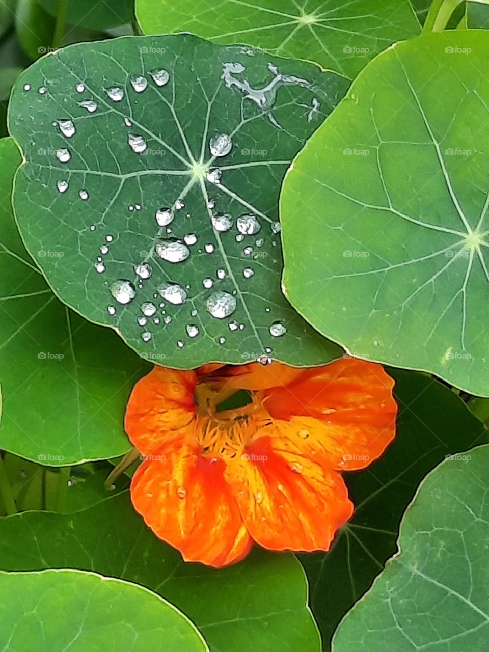 nasturtium  after rain