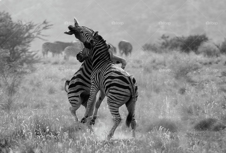 zebras.who will dominate?