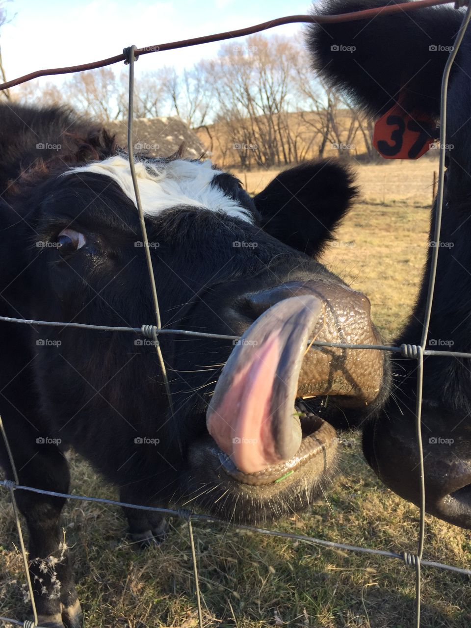 Closeup of black steer with a white blaze attempting to taste anything that comes near his mouth through a wire fence 