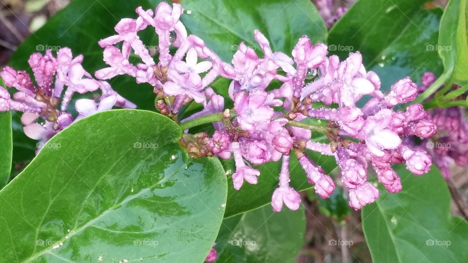Lilacs