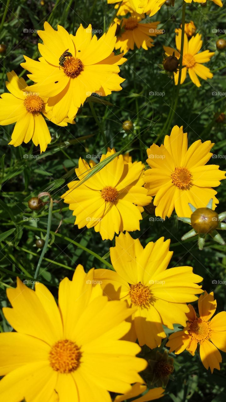 Wildflowers. Roadside