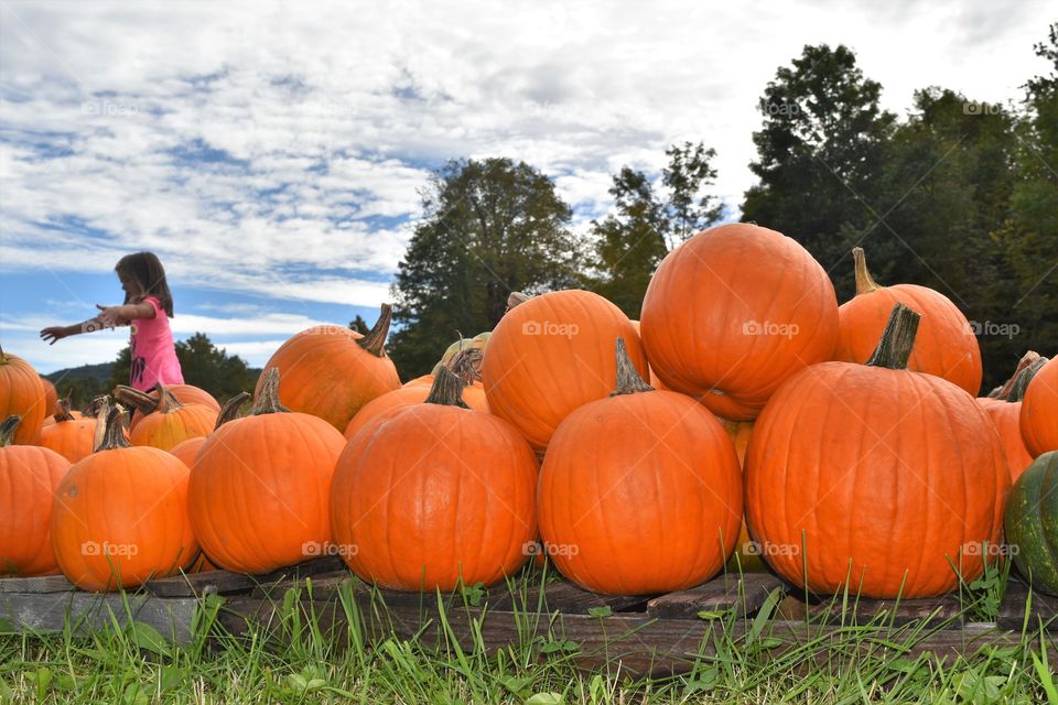 pumpkins