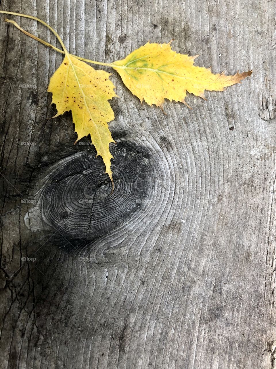 Two yellow leaves on a weathered board