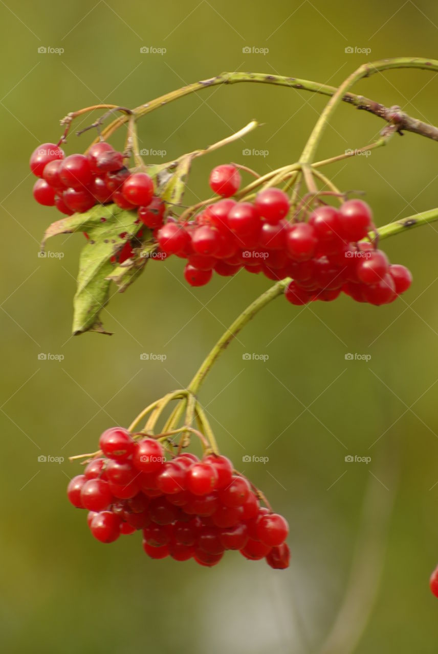 Berries growing on plant