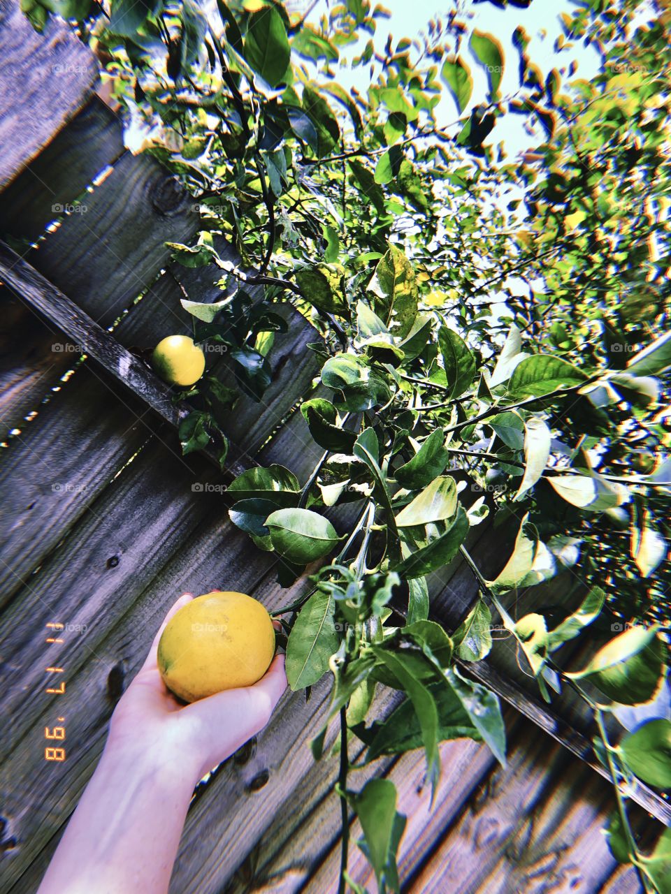 Lemonz 