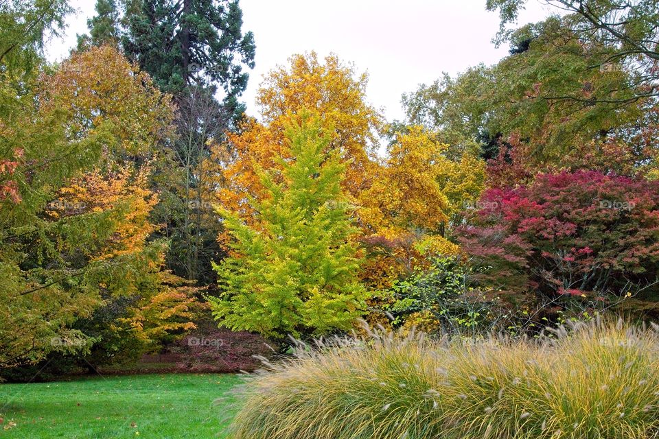autumn tree in the park