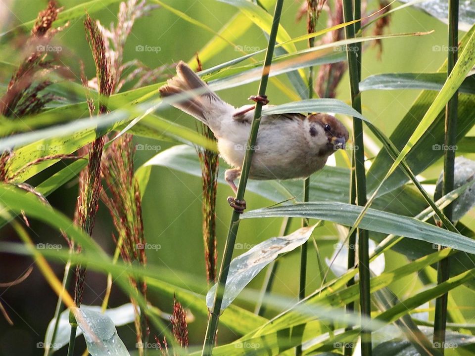 Sparrow on the reed