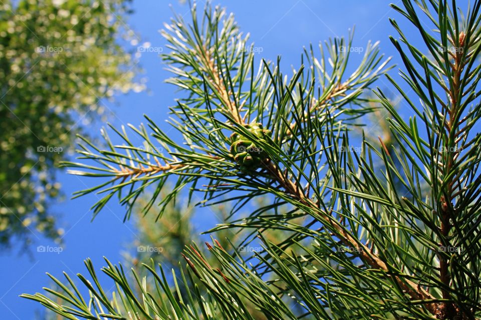 Pine branches