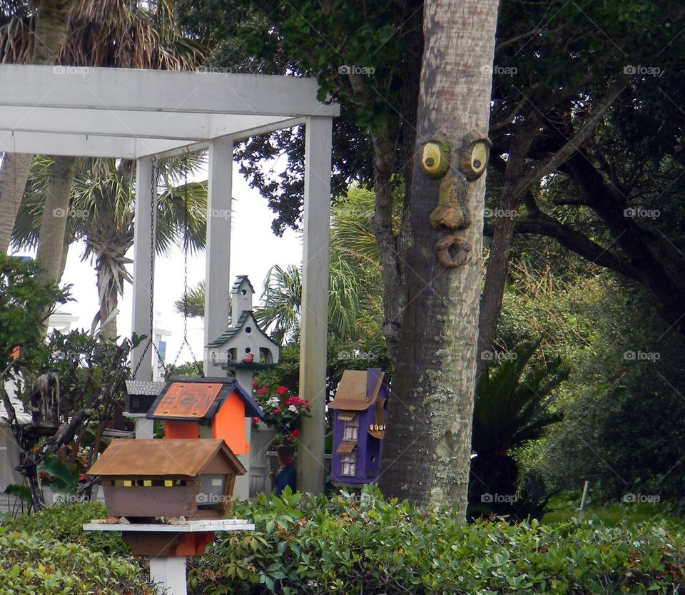 Funny face. Birds houses and a tree with a funny face located in 30A NWFlorida 