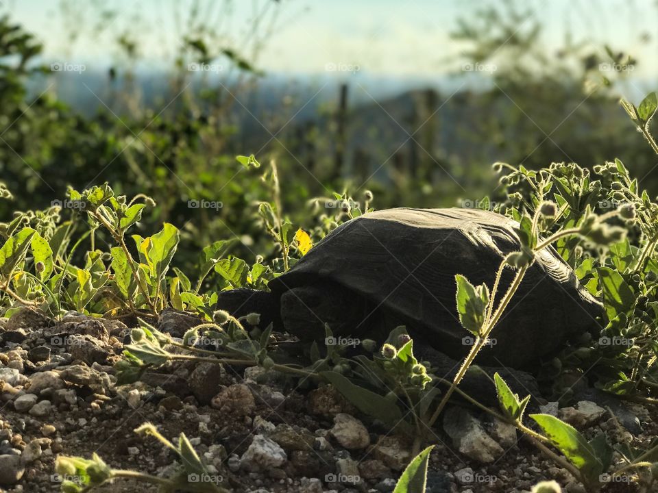 Animal Kingdom - Tortoise 