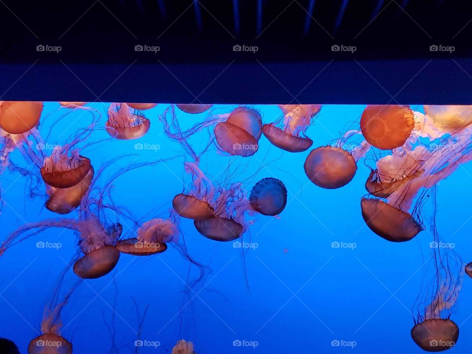 jellyfish