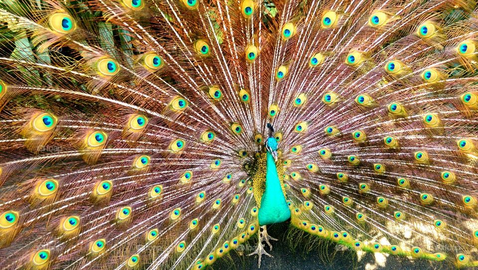 Peacock fun
