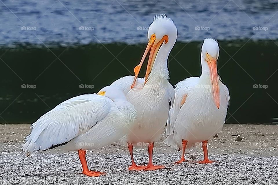 White pelicans 