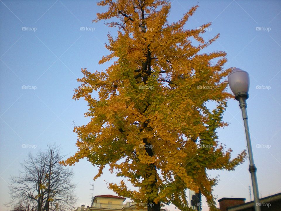 Tree on a road of Parma city ( Italy ).